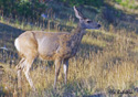 Odocoileus hemionus